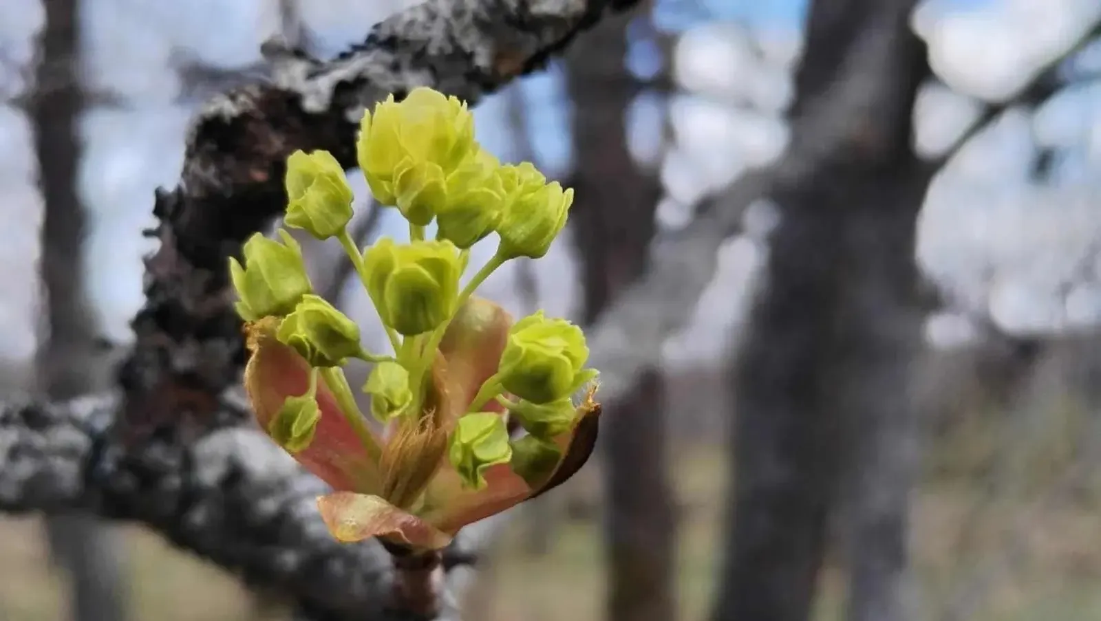 "Шүлгәнташ" мәгарәсендә өрәңге ( клён) чәчәк ата башлаган