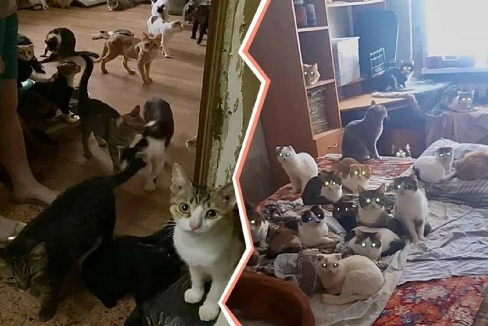 40 мәче, 30 эт, бер карга белән яшәгән...