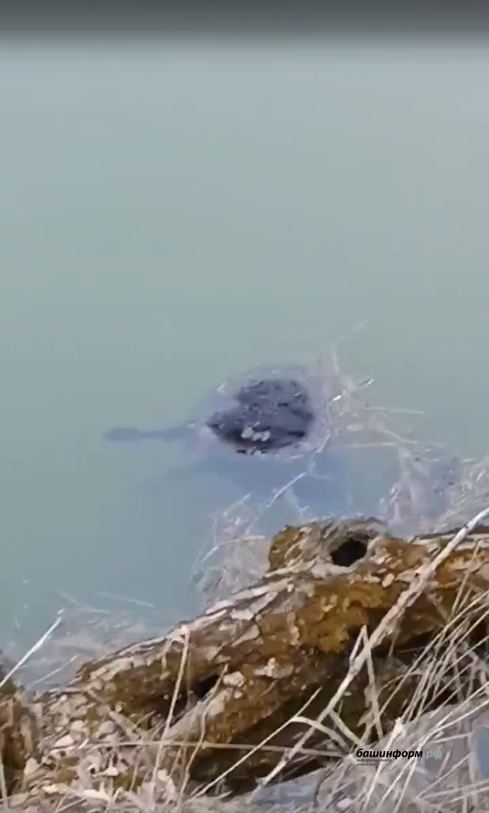Бөре районының "ВКонтакте" челтәрендәге паблигы видеосыннан скриншот.