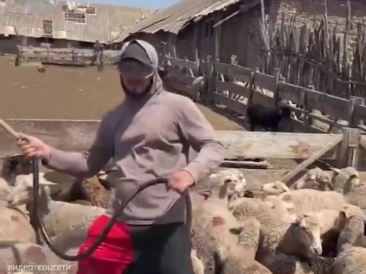 SHOT Telegram-каналы видеосыннан скриншот.