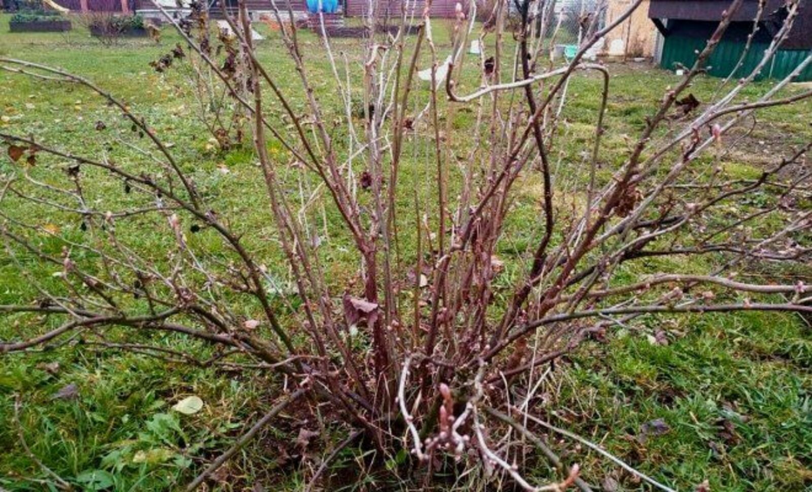 Карлыганны кышка әзерләү