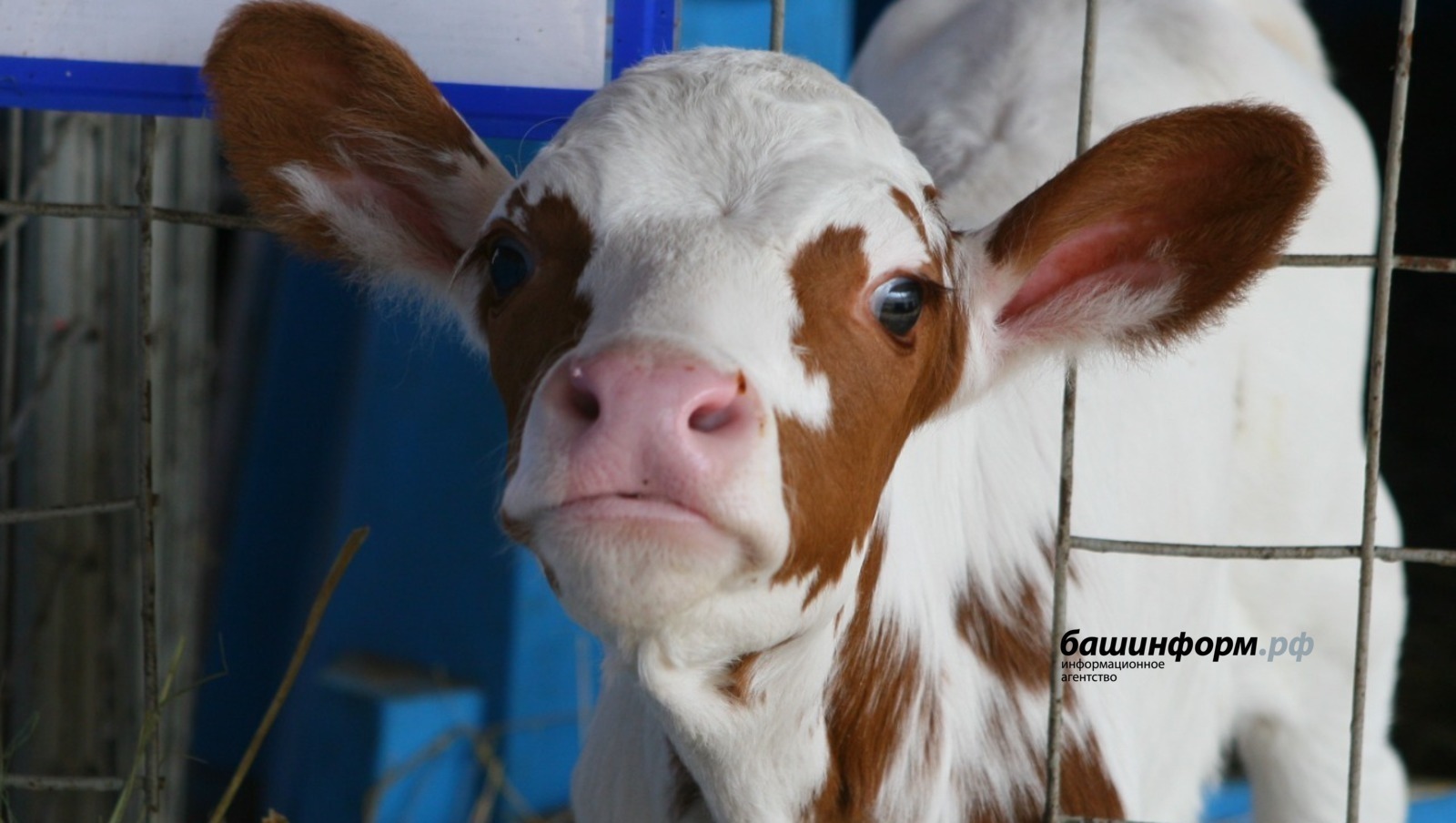 Котыру авыруы буенча карантин керттеләр