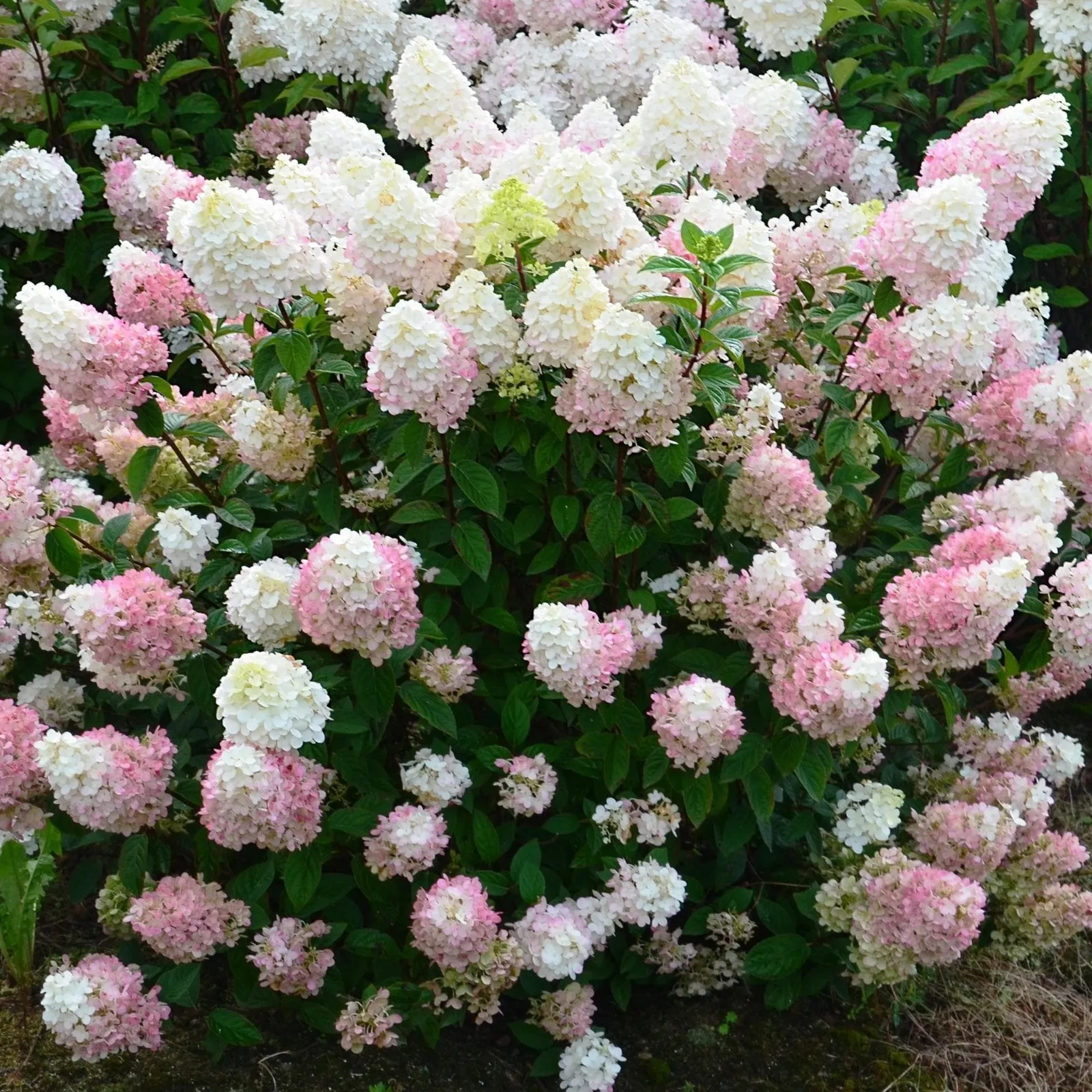 Гортензияне язгы карау