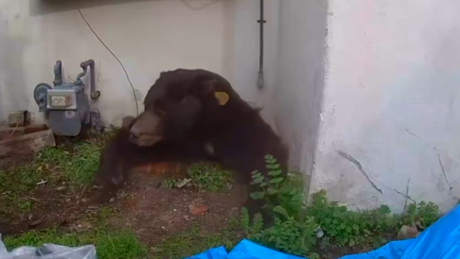 Утыз җиде көн аю белән бер өйдә яшәгән