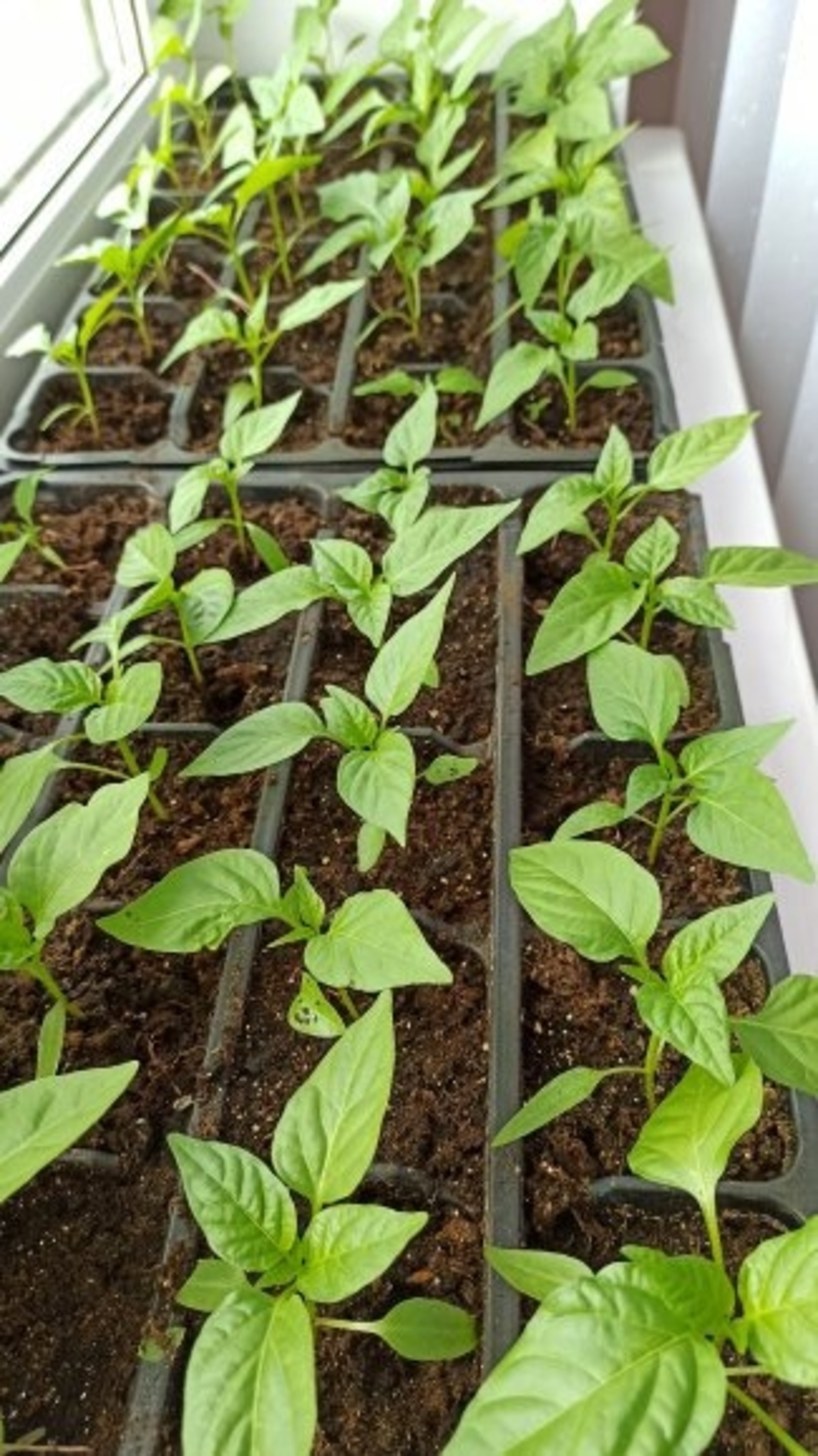 Орлыклар тизрәк шытсын өчен...