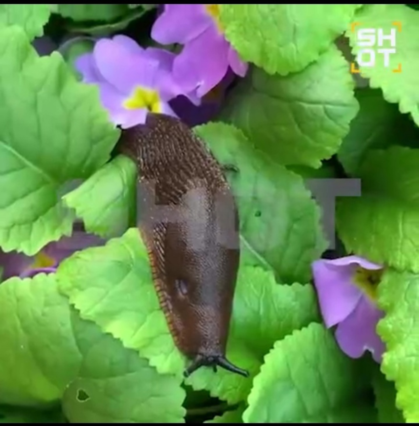 SHOT Телеграм-каналы.