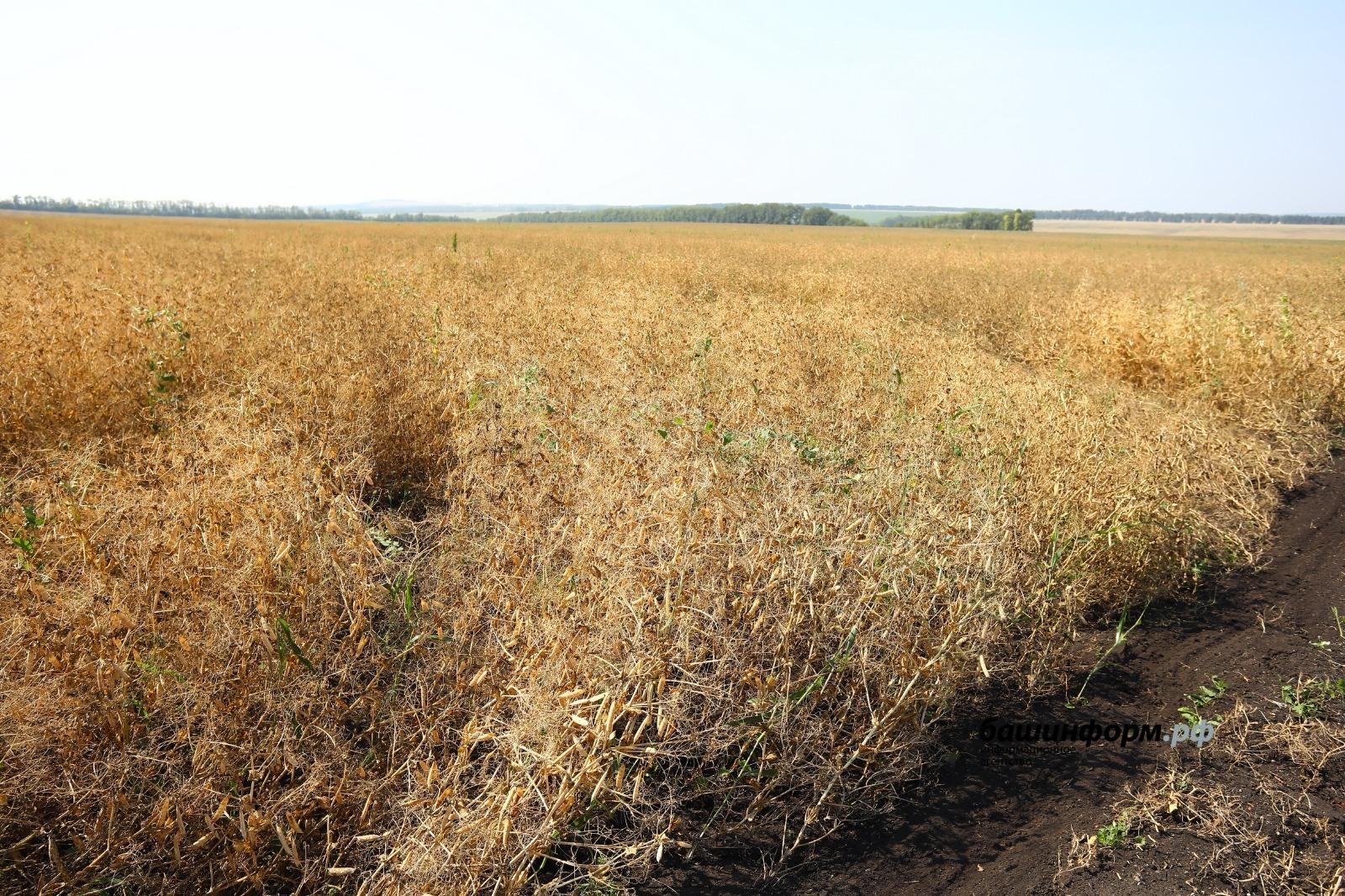 Валерий Шахов.