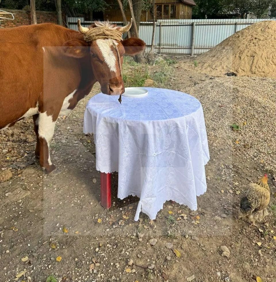 Мәскәү өлкәсендә бер хатын фатирда сыер белән яши