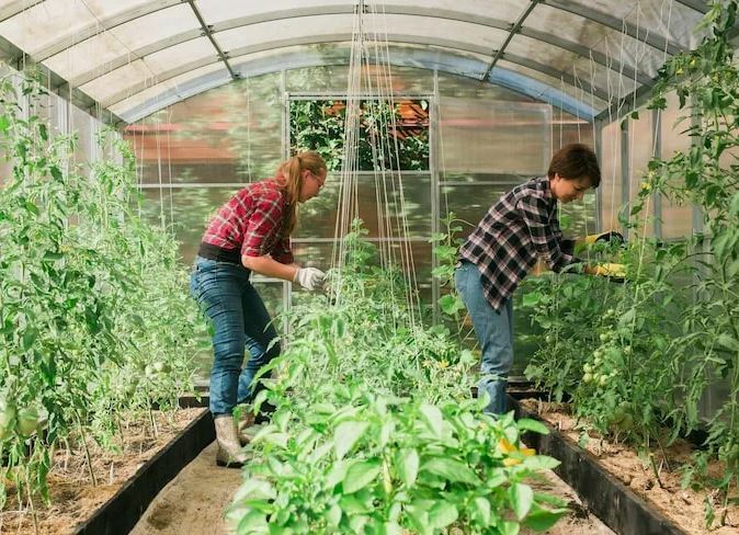 Агроном мартта нинди яшелчәләр утыртырга кирәклеге турында сөйләде