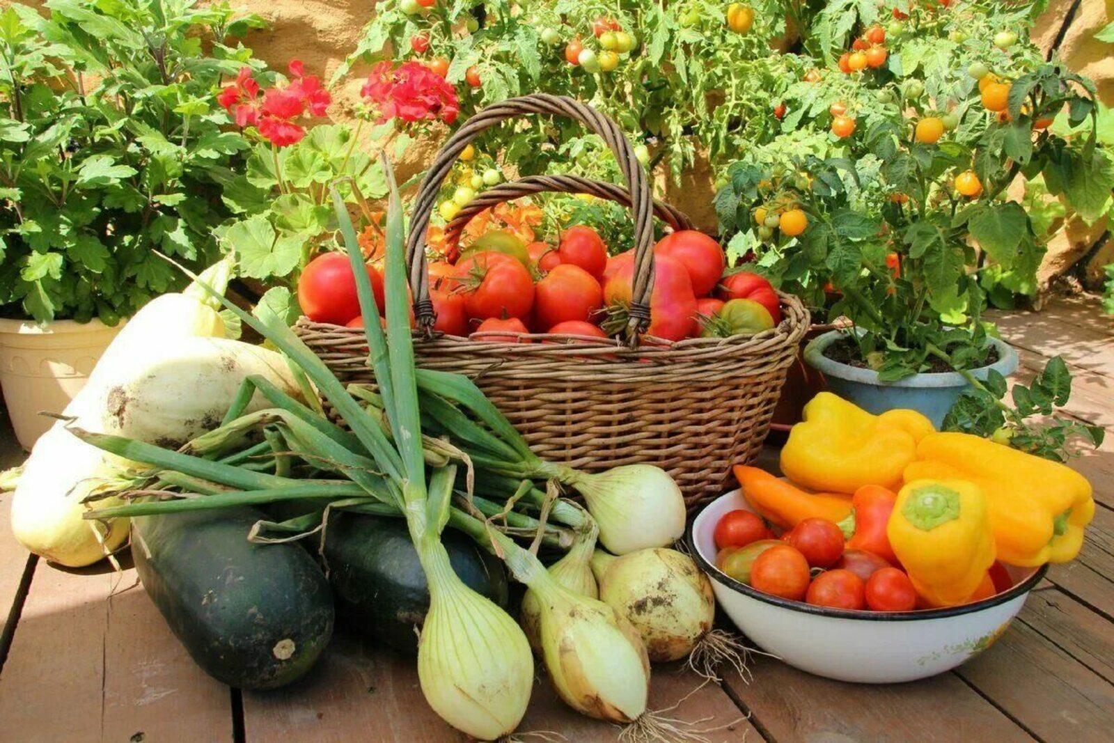 Бакчада үстерелгән уңышны сатучылар игътибарына