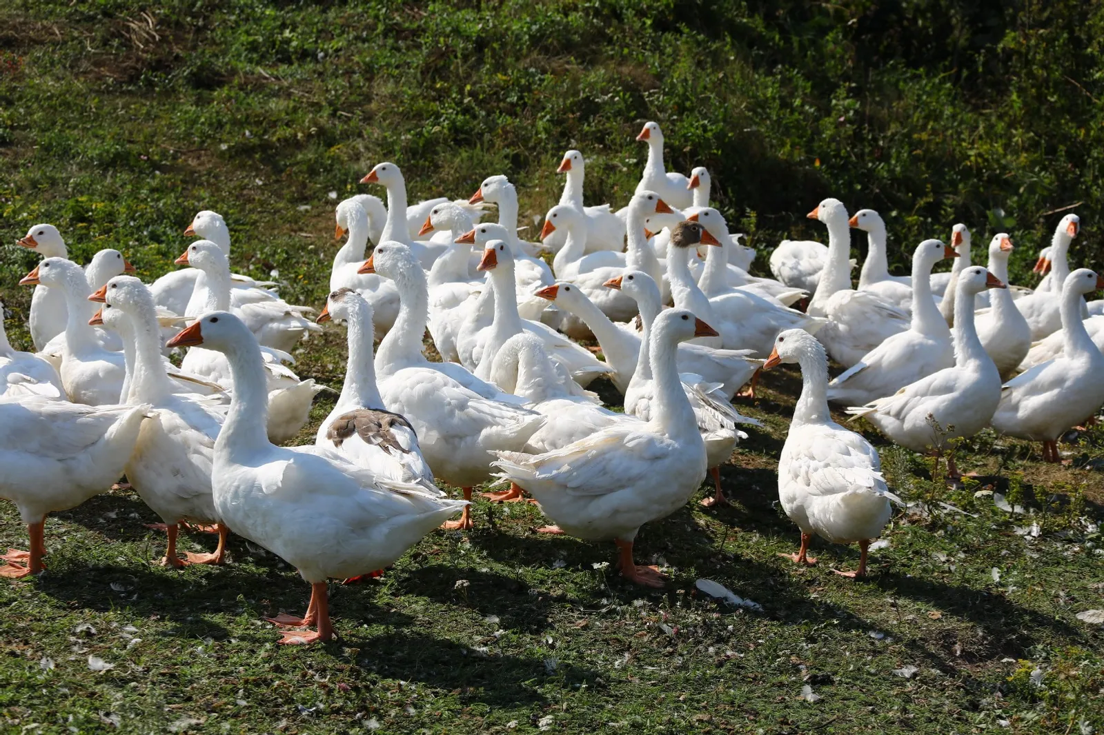 Кошларда да кеше язмышлары