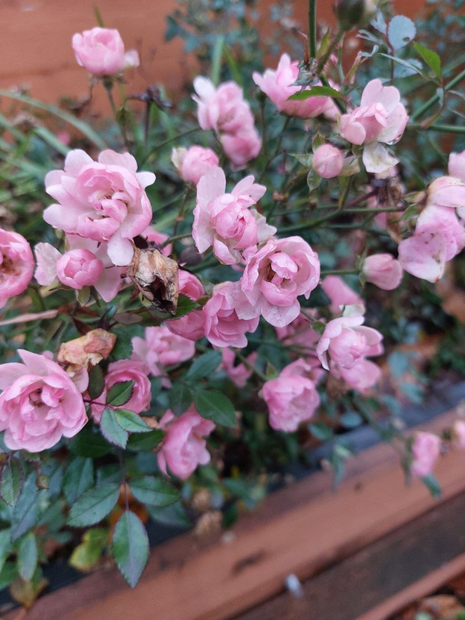 Мәскәүдә клумбалар - шау чәчәктә.