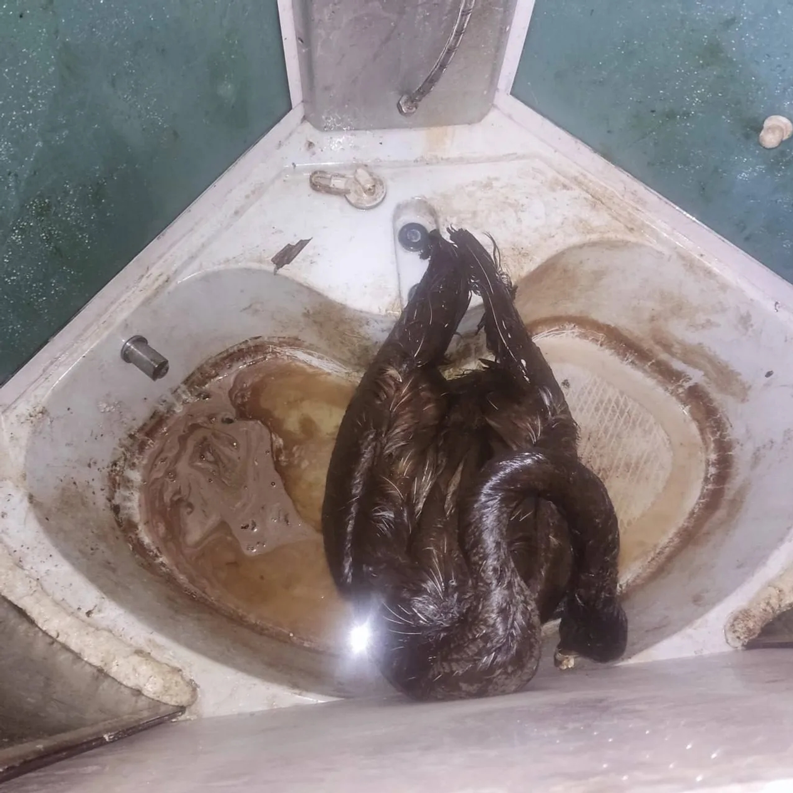 Нефтькә баткан аккош һәлак булган