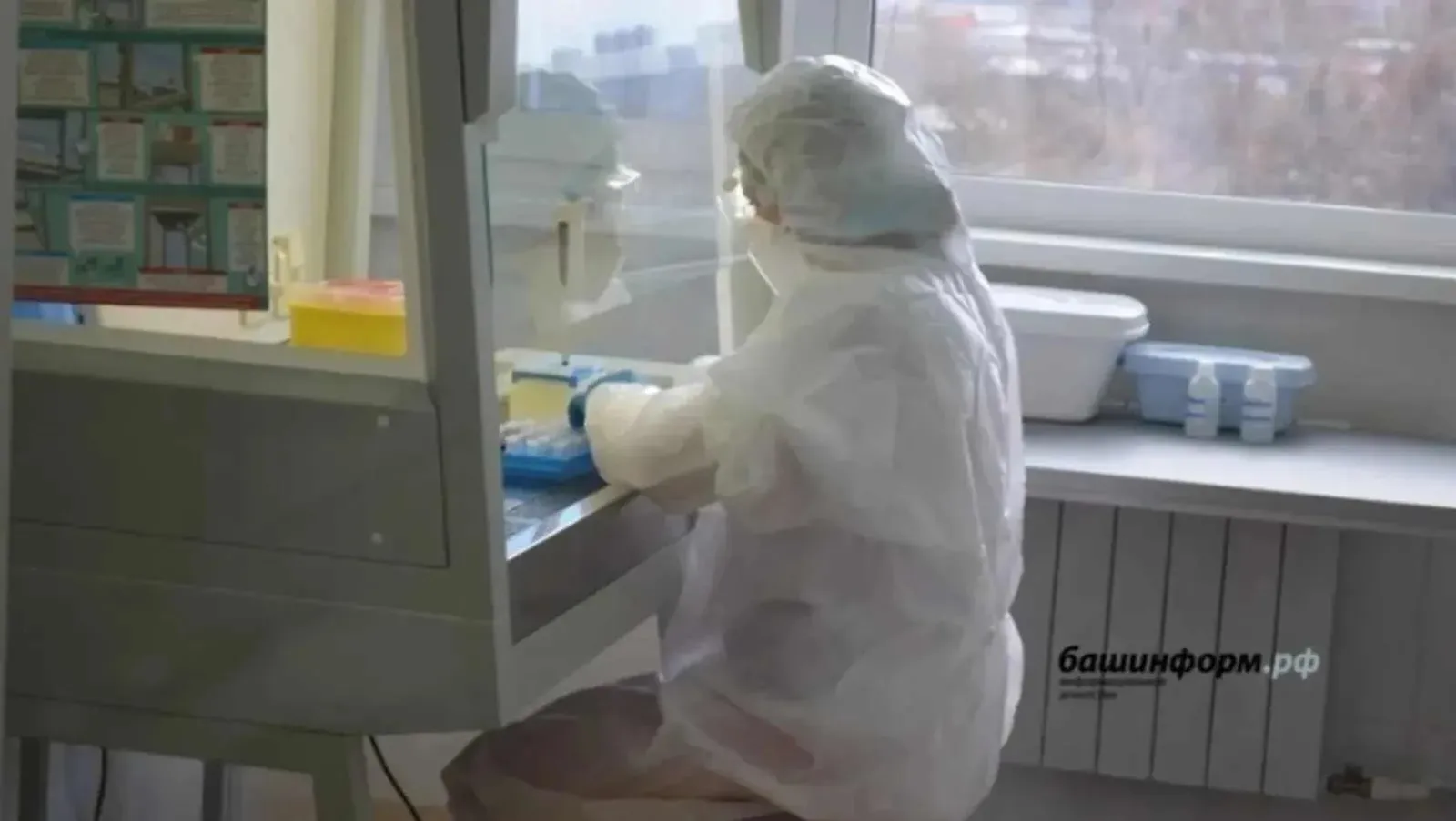 Башкортостанга кызылча чирен керткәннәр