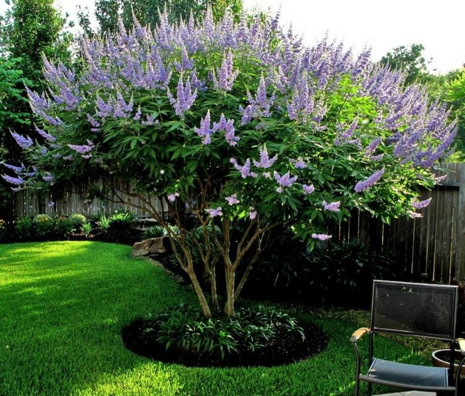 Изге Витекс - ул ни?