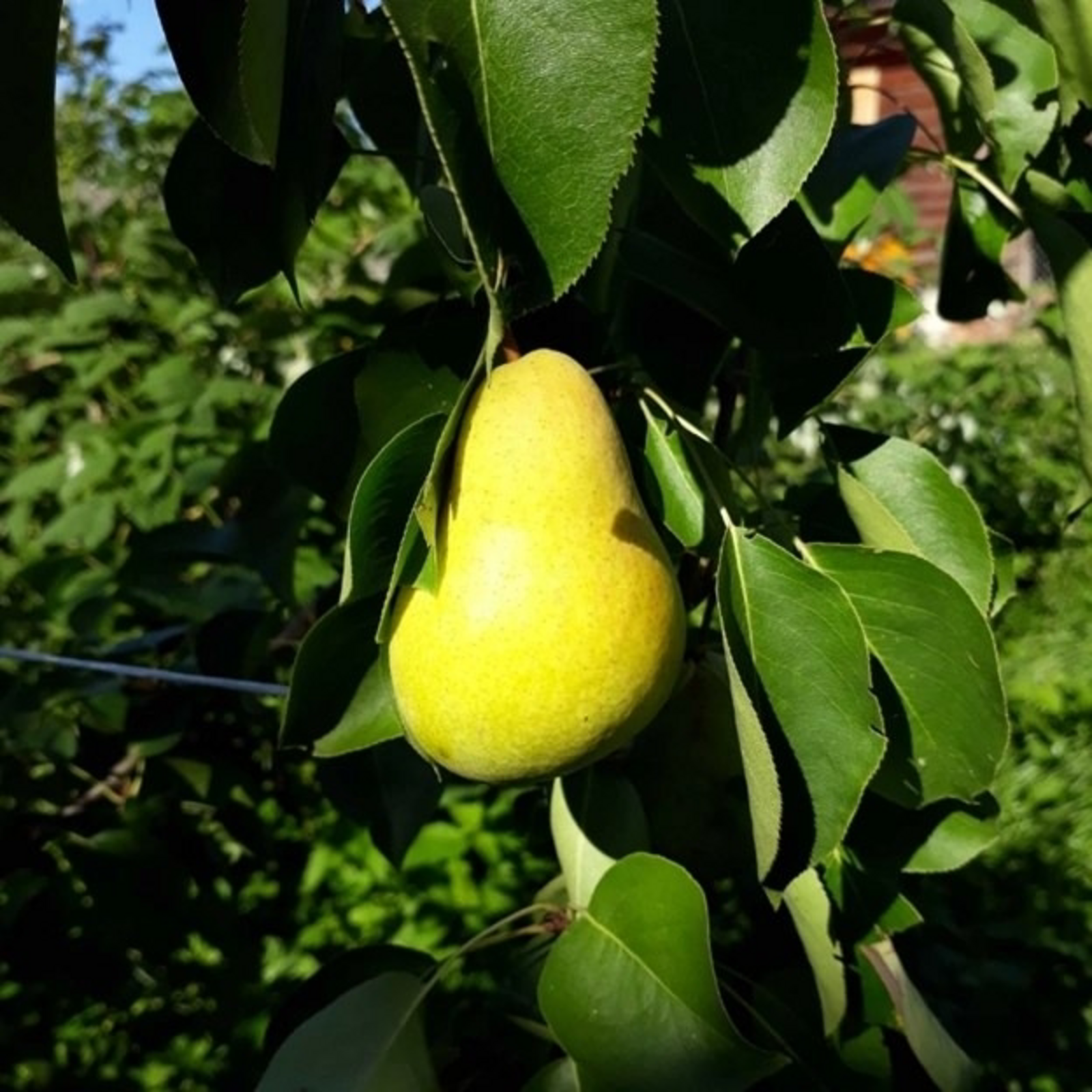 Груша утырту серләре