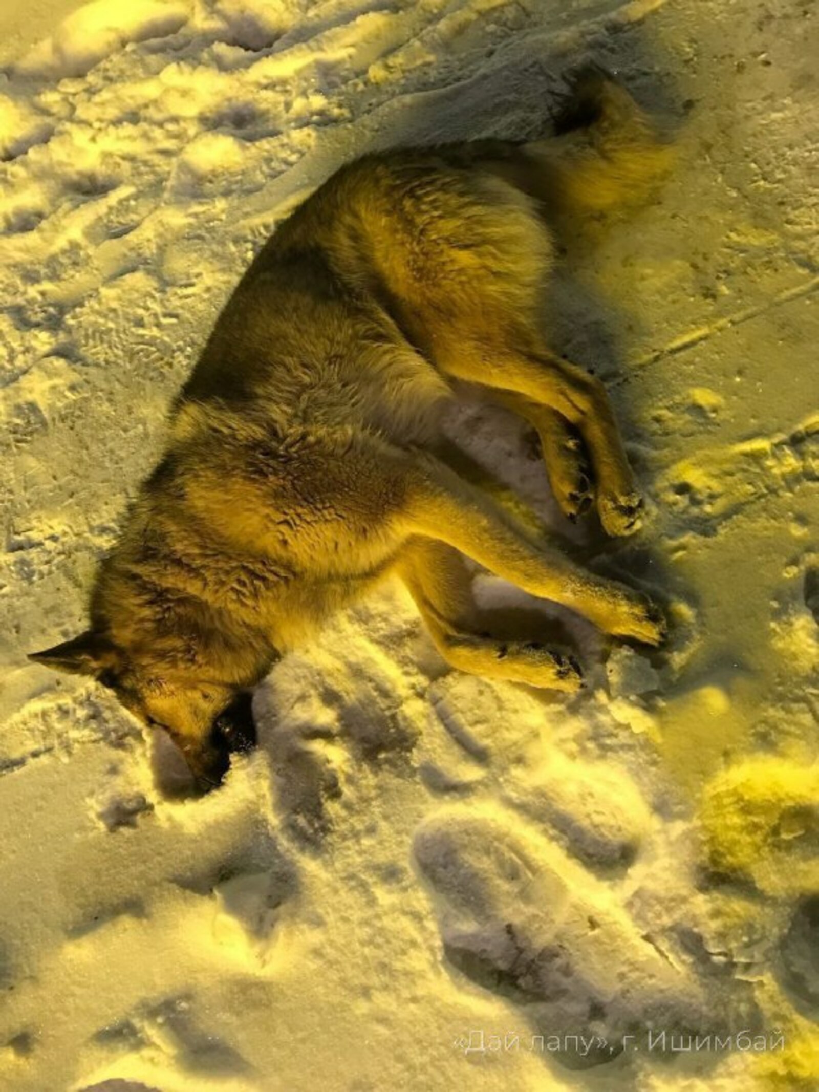 Этләрдән түгел, кешеләрдән куркырлык...