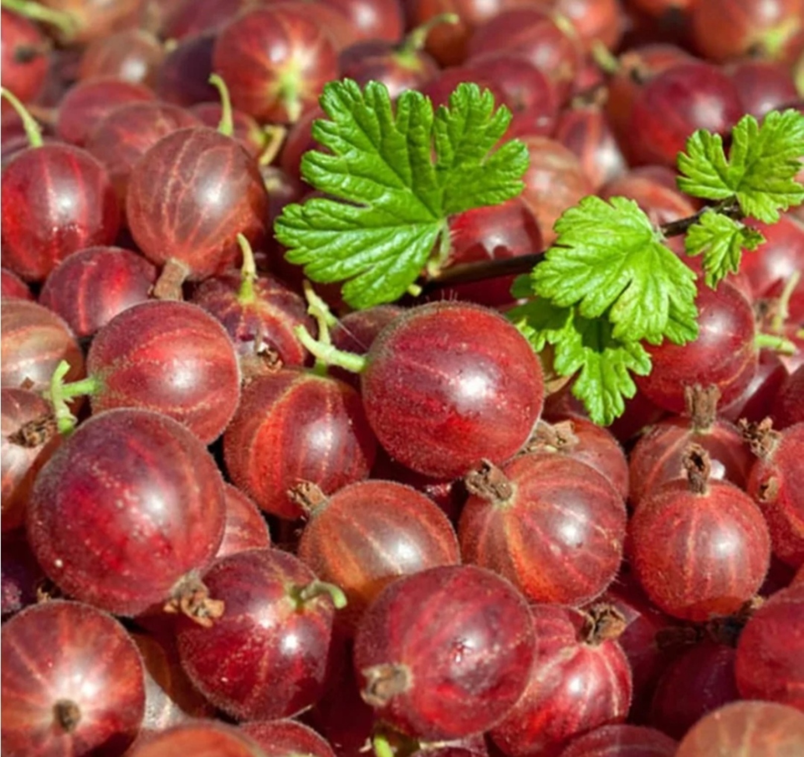 Крыжовник тынычландыра