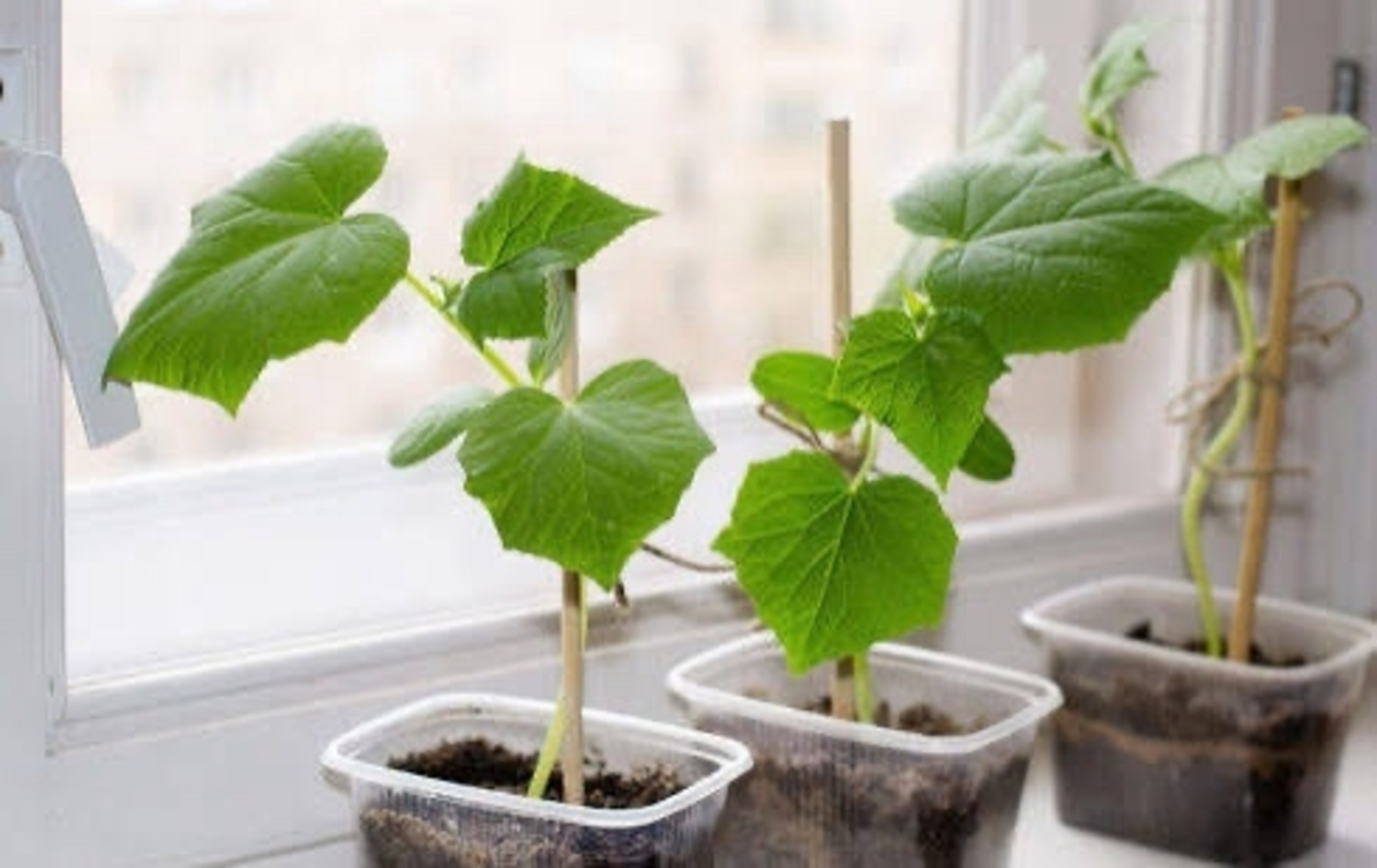 «Март башында үз кыярыңны өзеп ашау бик күңелле»