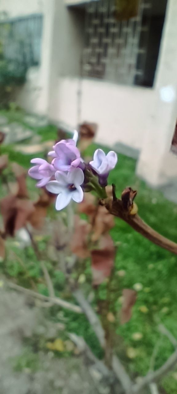 Симферопольдә сирень чәчәк аткан.