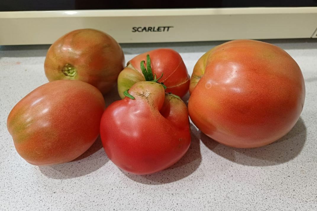 «Помидор орлыгын кычыткан астыннан алган туфракка чәчәргә кирәк»