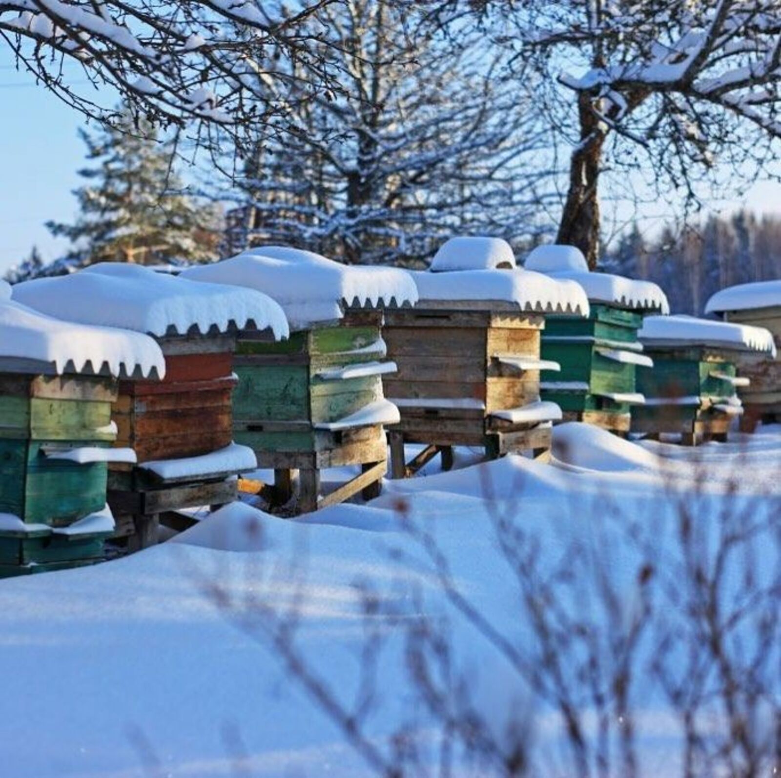 «Гыйнварларда гөжли башлый»: Кыш көне умартачылар ни белән мәшгуль?