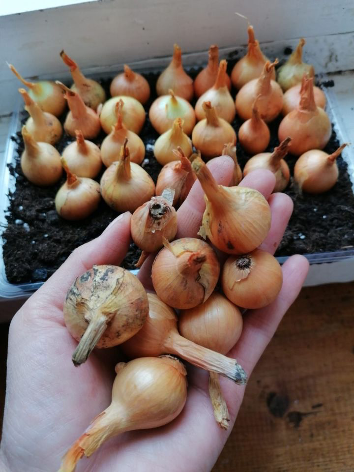 Февраль – бакчачы өчен шактый кызу эш вакыты