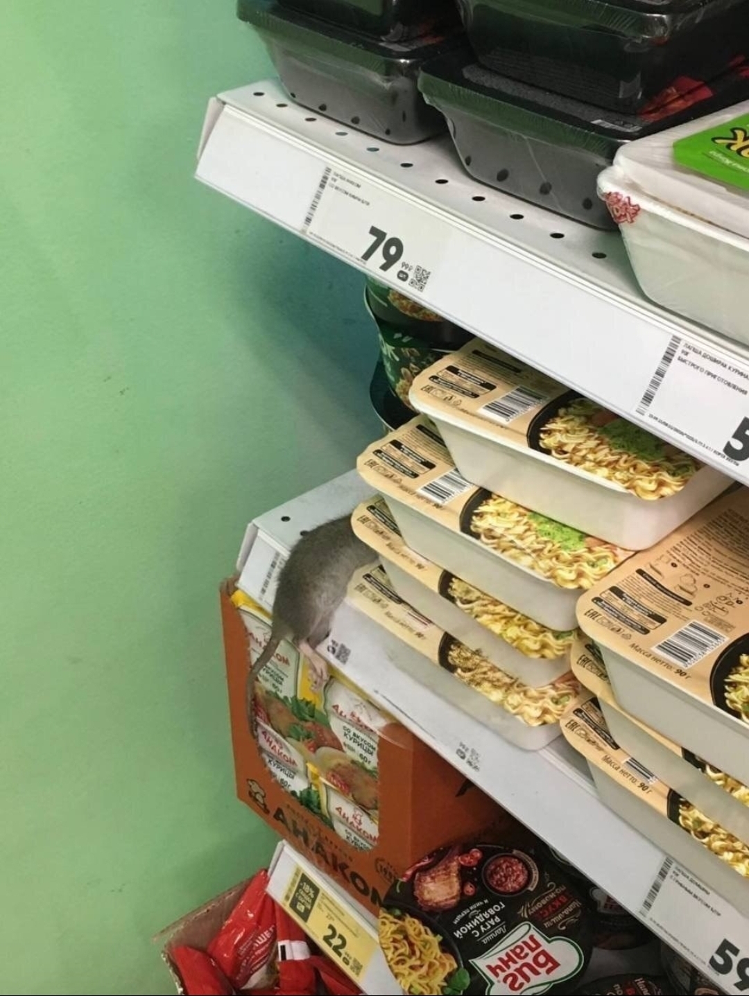 Кибет киштәсендә көтелмәгән «кунак»