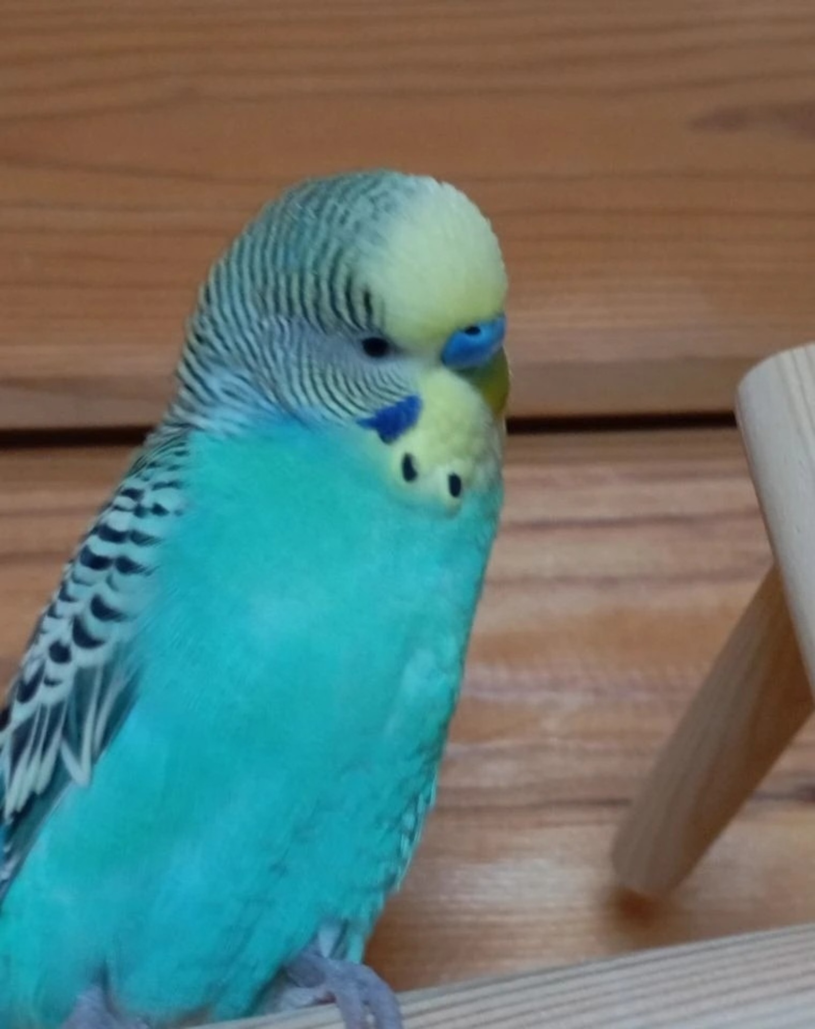 Ришат Әхмәтшин.