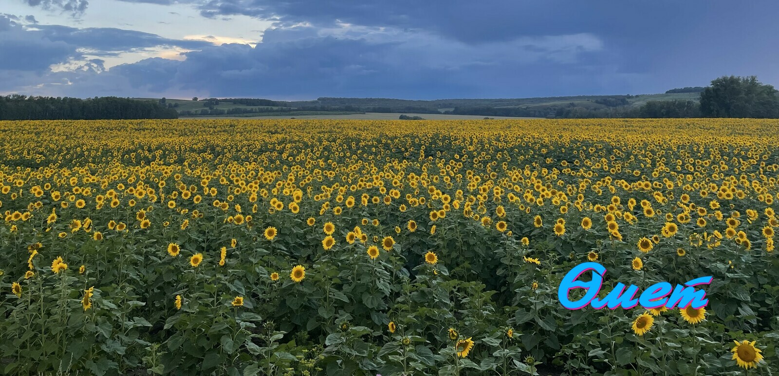 Язгөл Сафина.