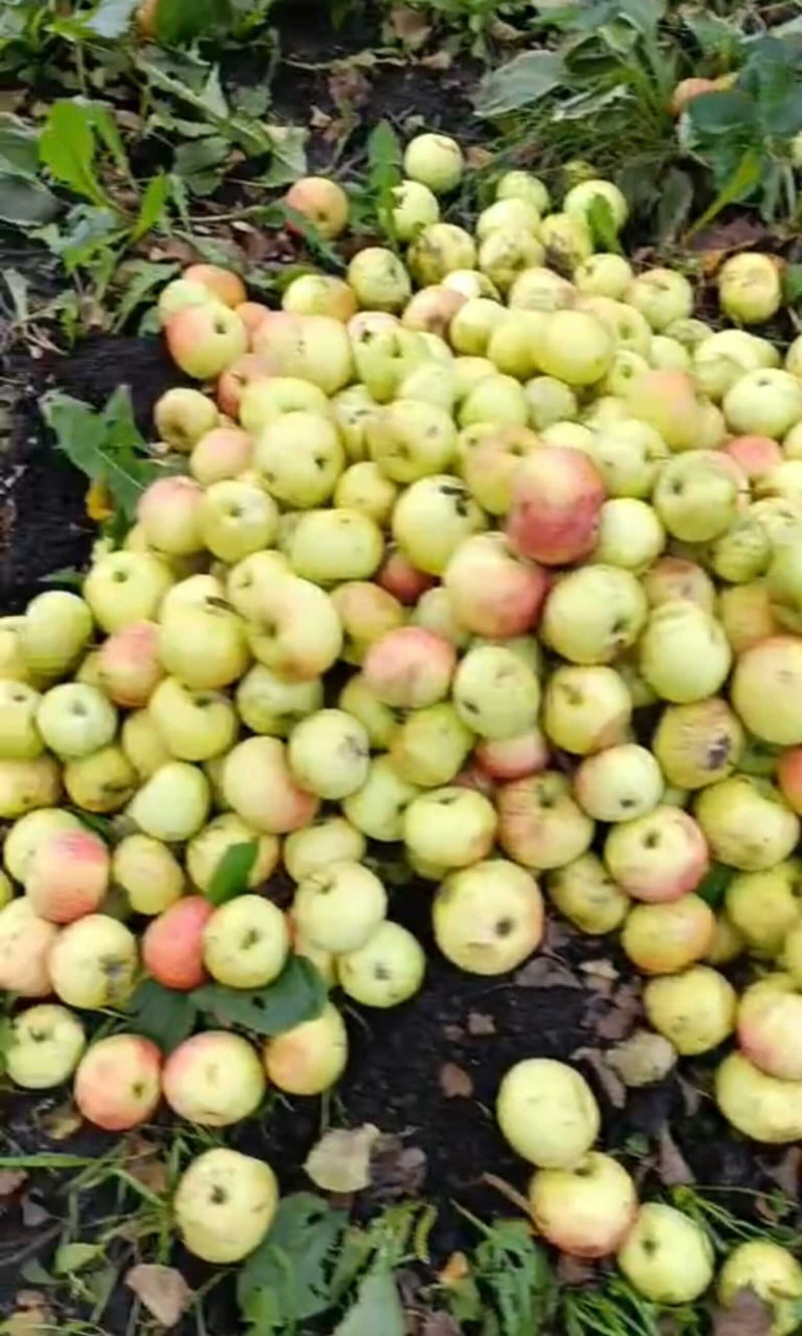 Баз тулы, балкон тулы... алма