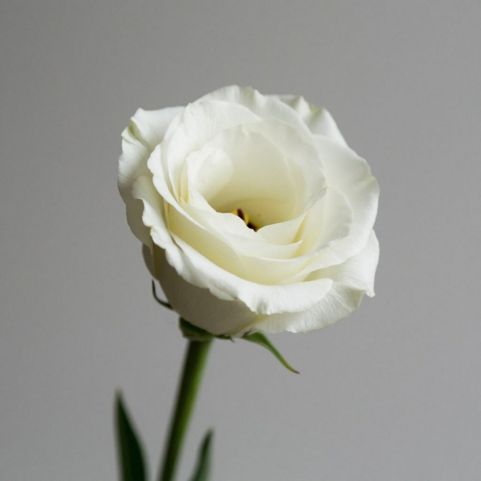 Эустома чәчәргә вакыт җитте