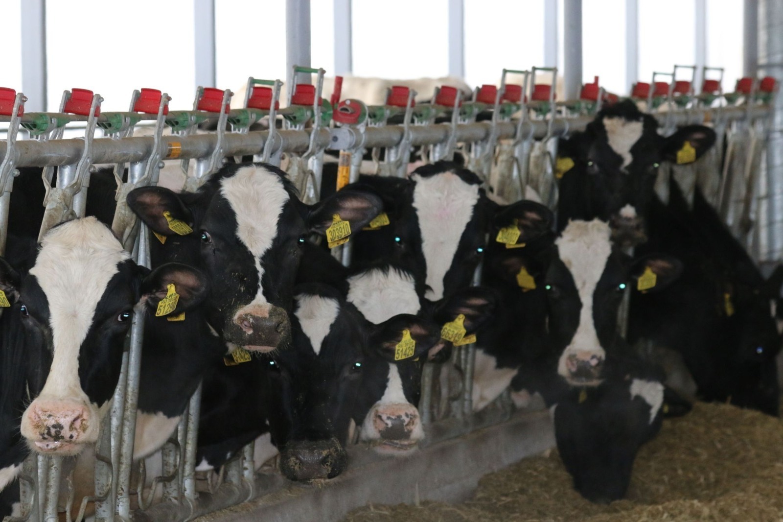 “Сөтчелек тармагын үстерү – аграрийлар өчен төп бурыч”