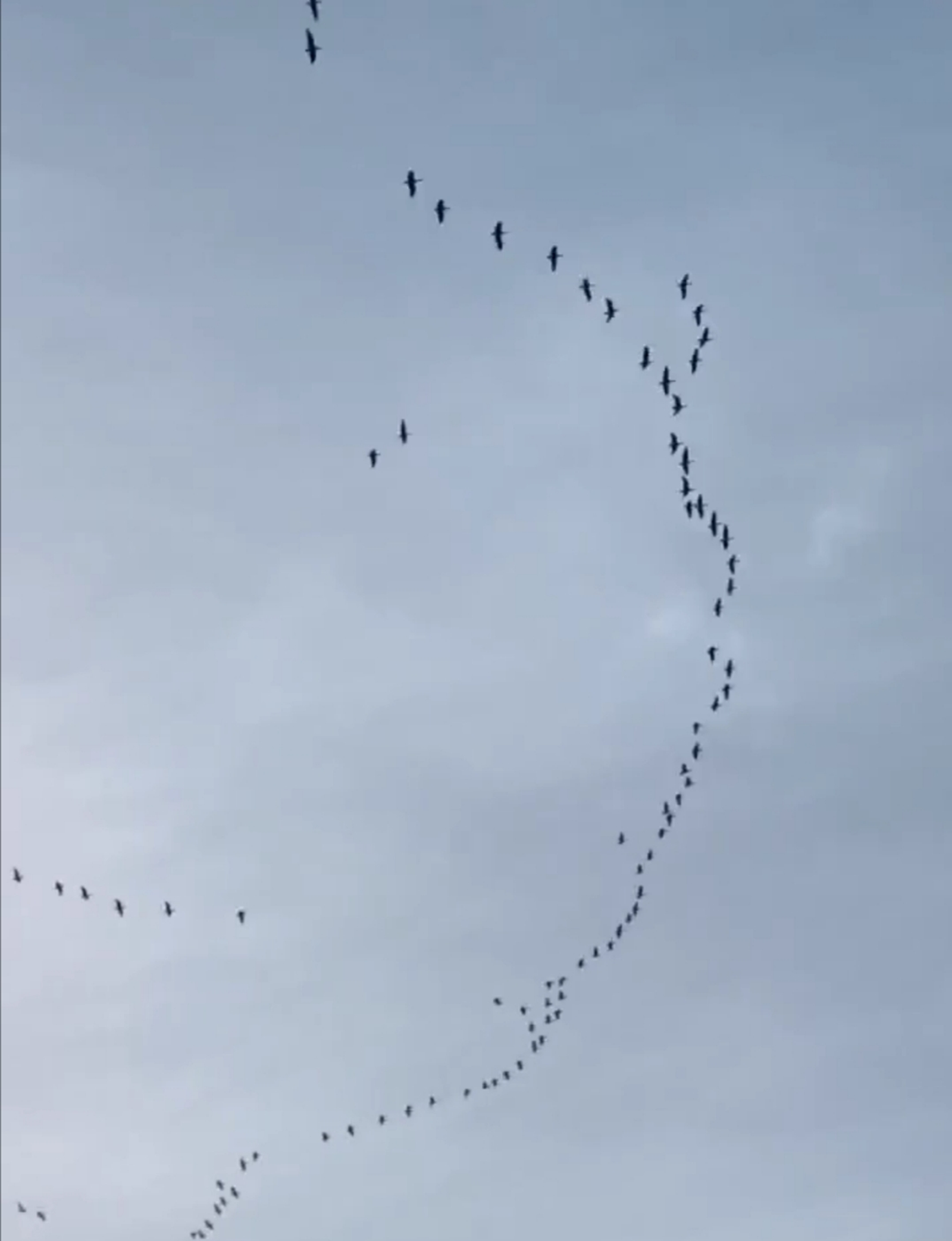 Башкортстанга кыр казлары кайткан