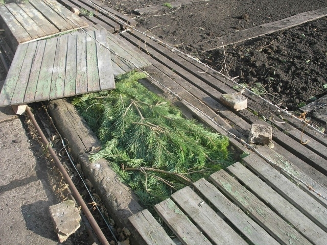 Виноградны ничек капларга?