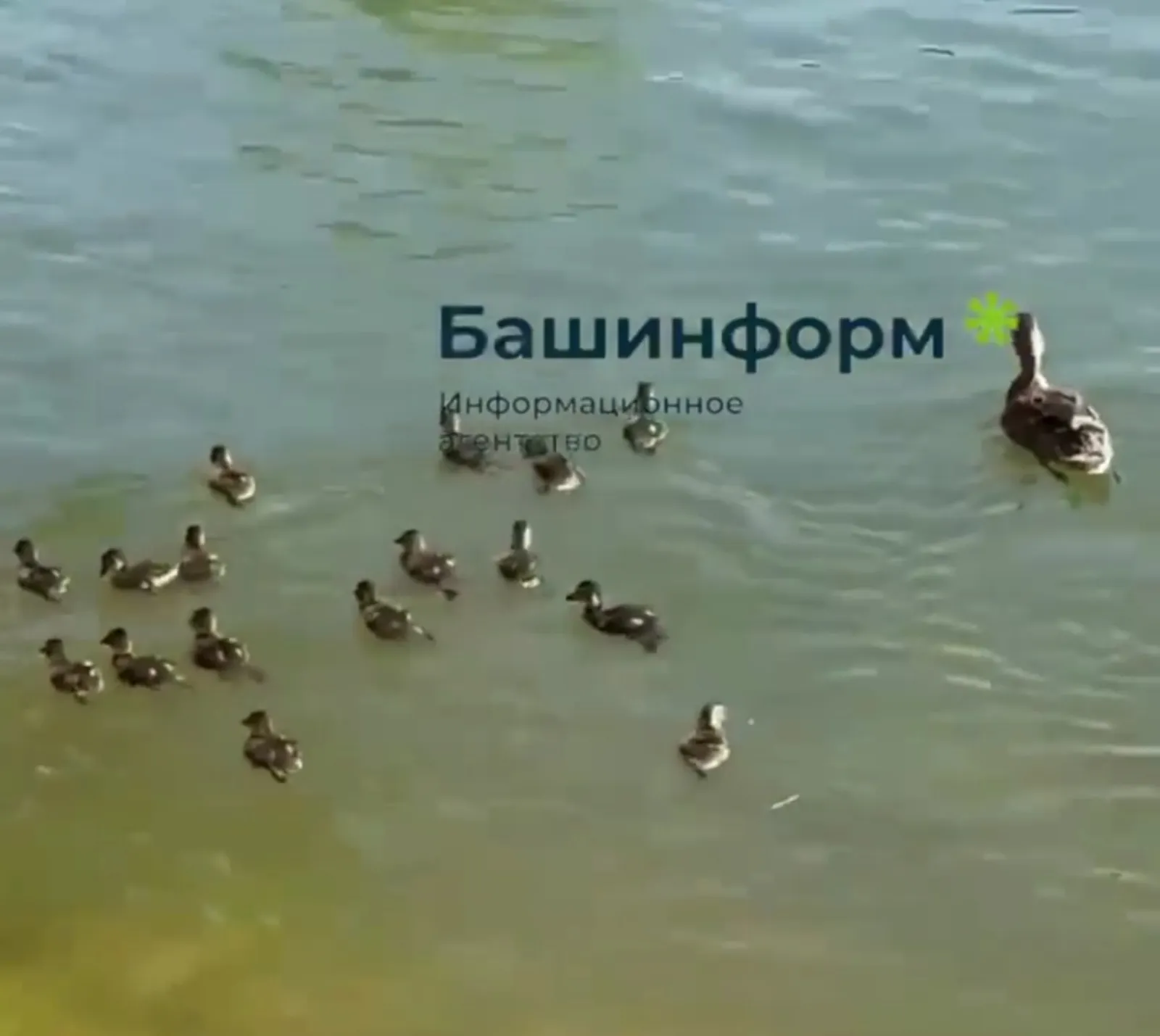 Якутов паркында герой - үрдәк 16 бәпкә чыгарган