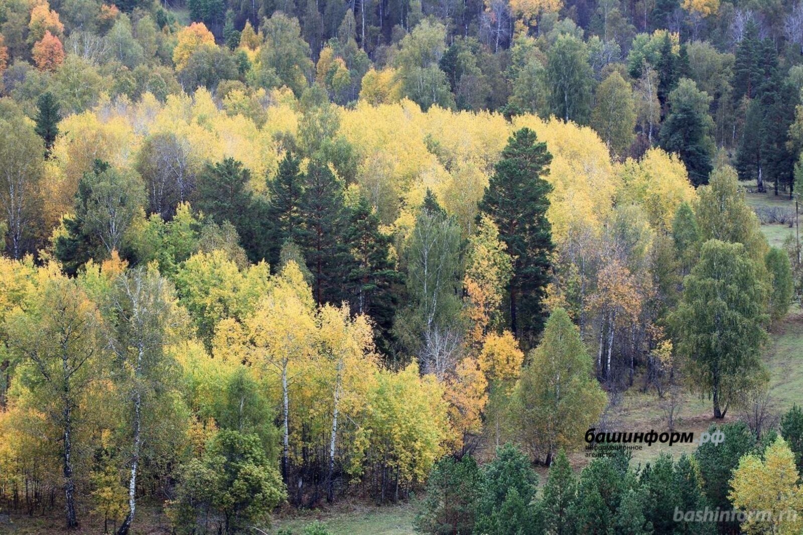 Башкортстан урманнарында өч ир югалган