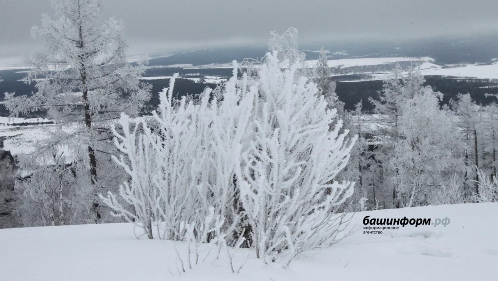 Суытып алачак