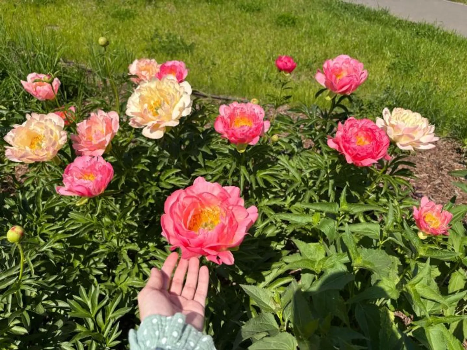 Чалма чәчәккә язгы ашлау: ничек, кайчан, нәрсә
