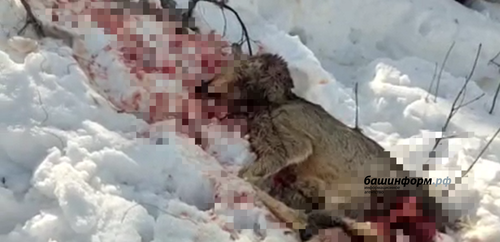 Уфада хуҗасыз этләр өере кыр кәҗәсен талап үтергән