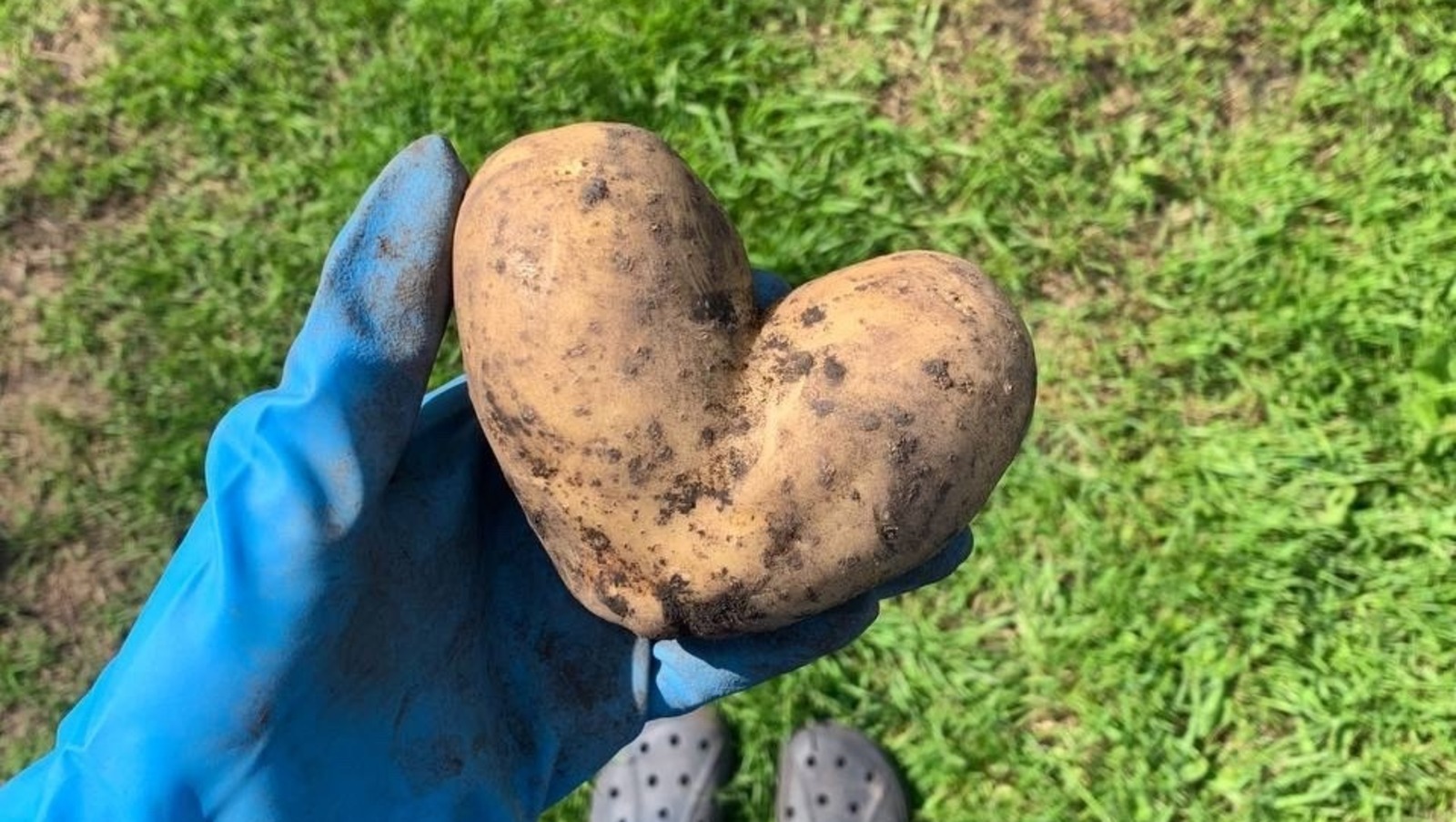 Бәрәңгене кышын да яхшы саклансын өчен нишләтәбез?