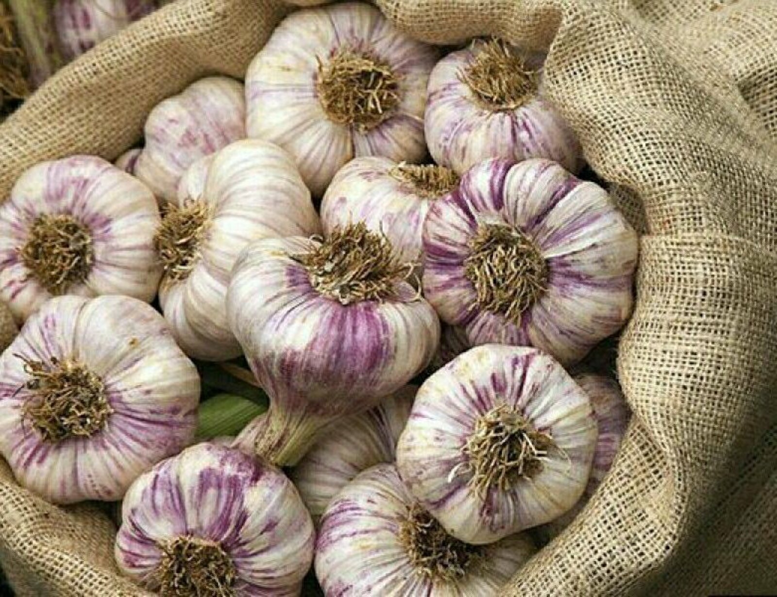 Сарымсакны ничек дөрес сакларга?