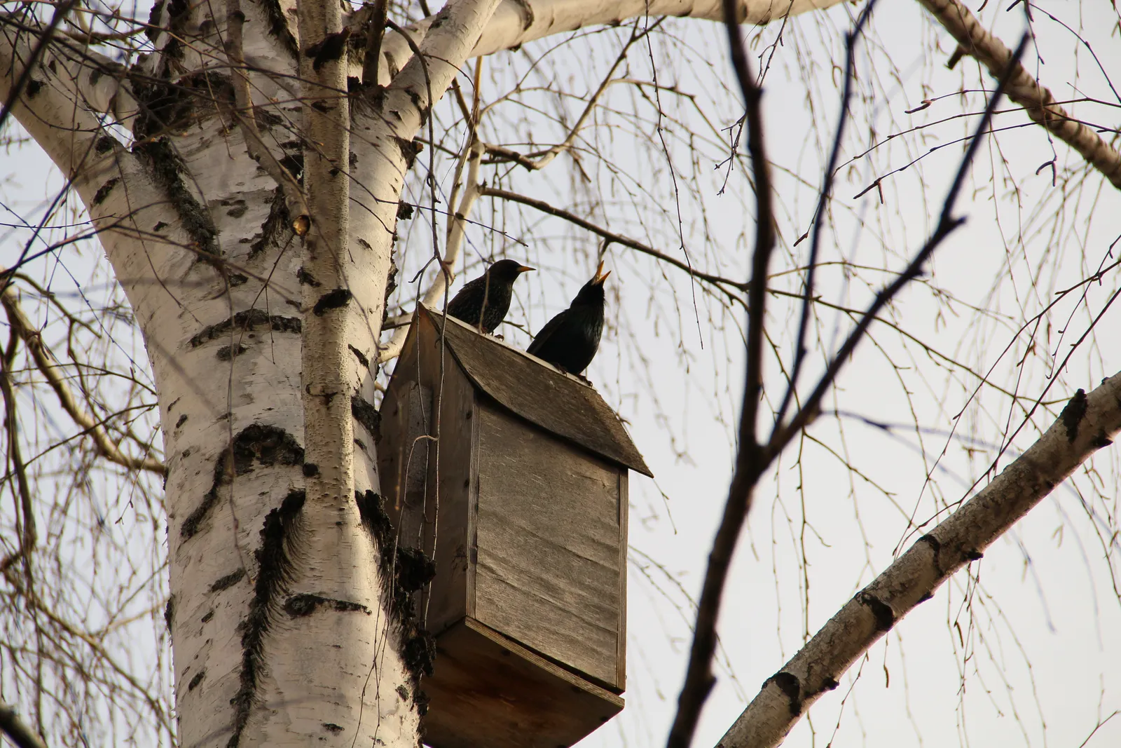 Әгъдәл НИЗАЕВ. СЫЕРЧЫКЛАР КИЛГӘН БЕЗГӘ