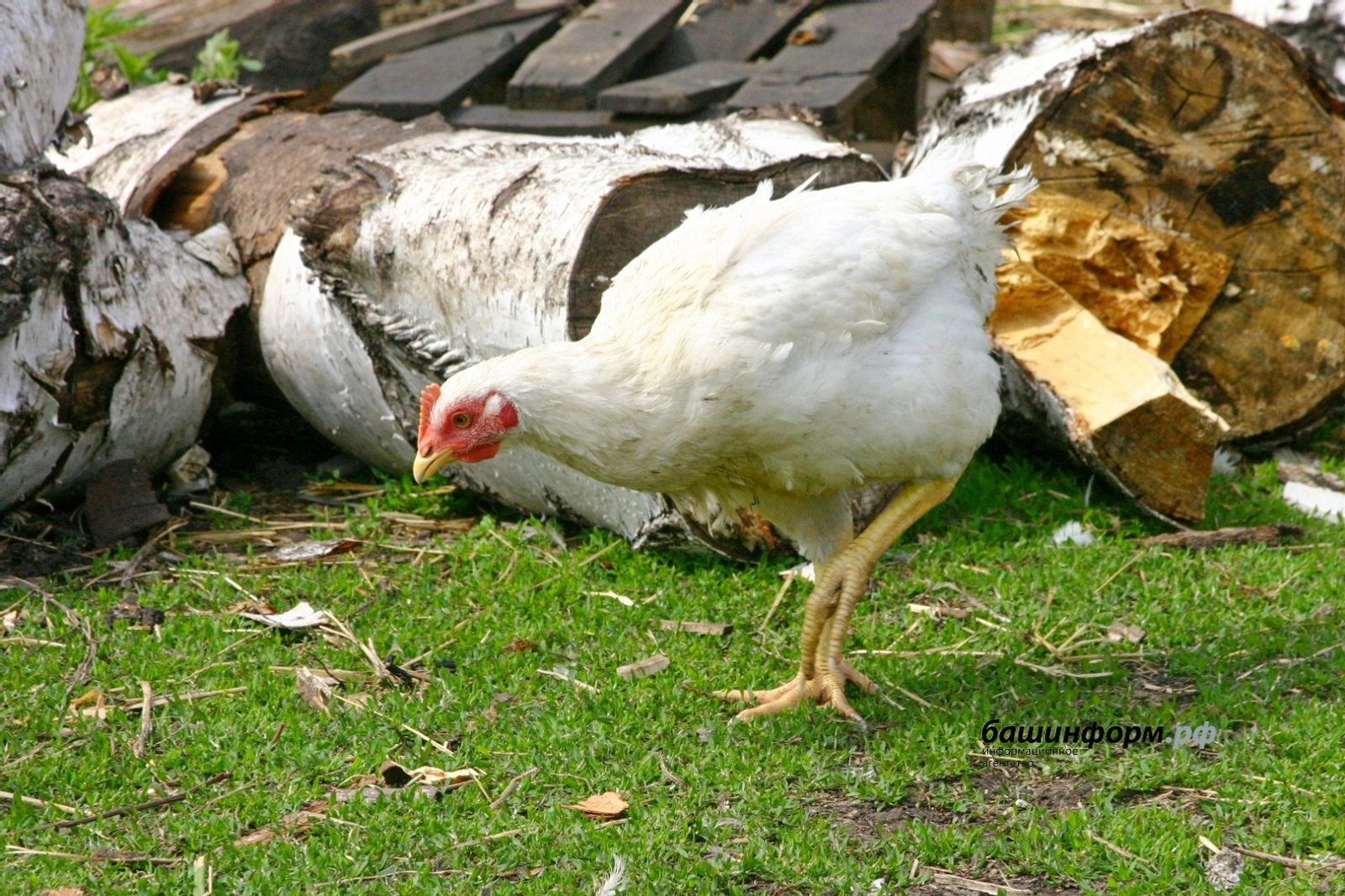 Очты, очты – тавыклар очты!