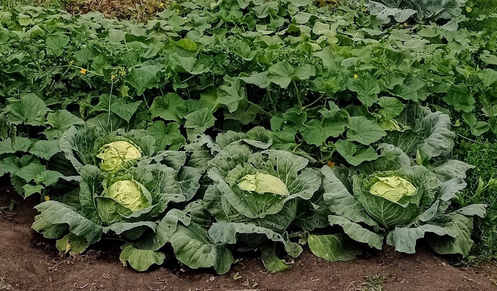 «Сап-салкын су ярата» - бакчачы Лилия Мортазина кәбестә үстерергә өйрәтә