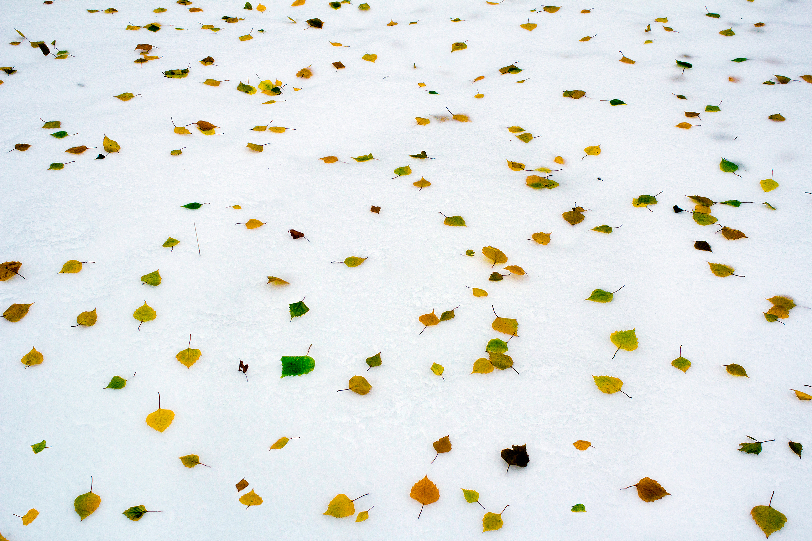 Әгъдәл НИЗАЕВ. КӘРИМӘ-КАТЕРИНА