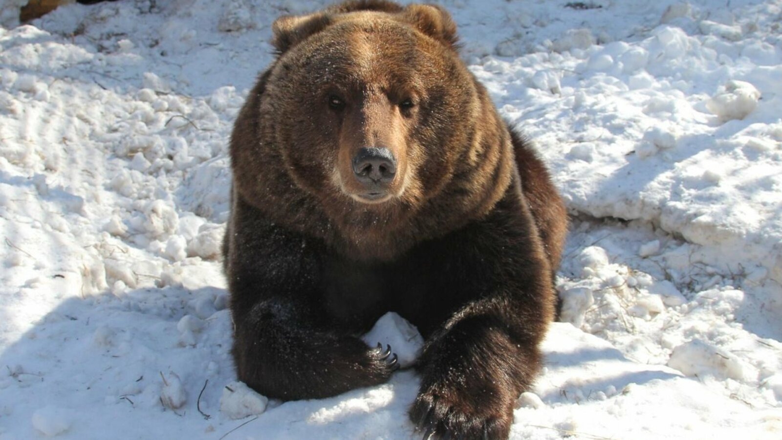 Олег Яровиков.