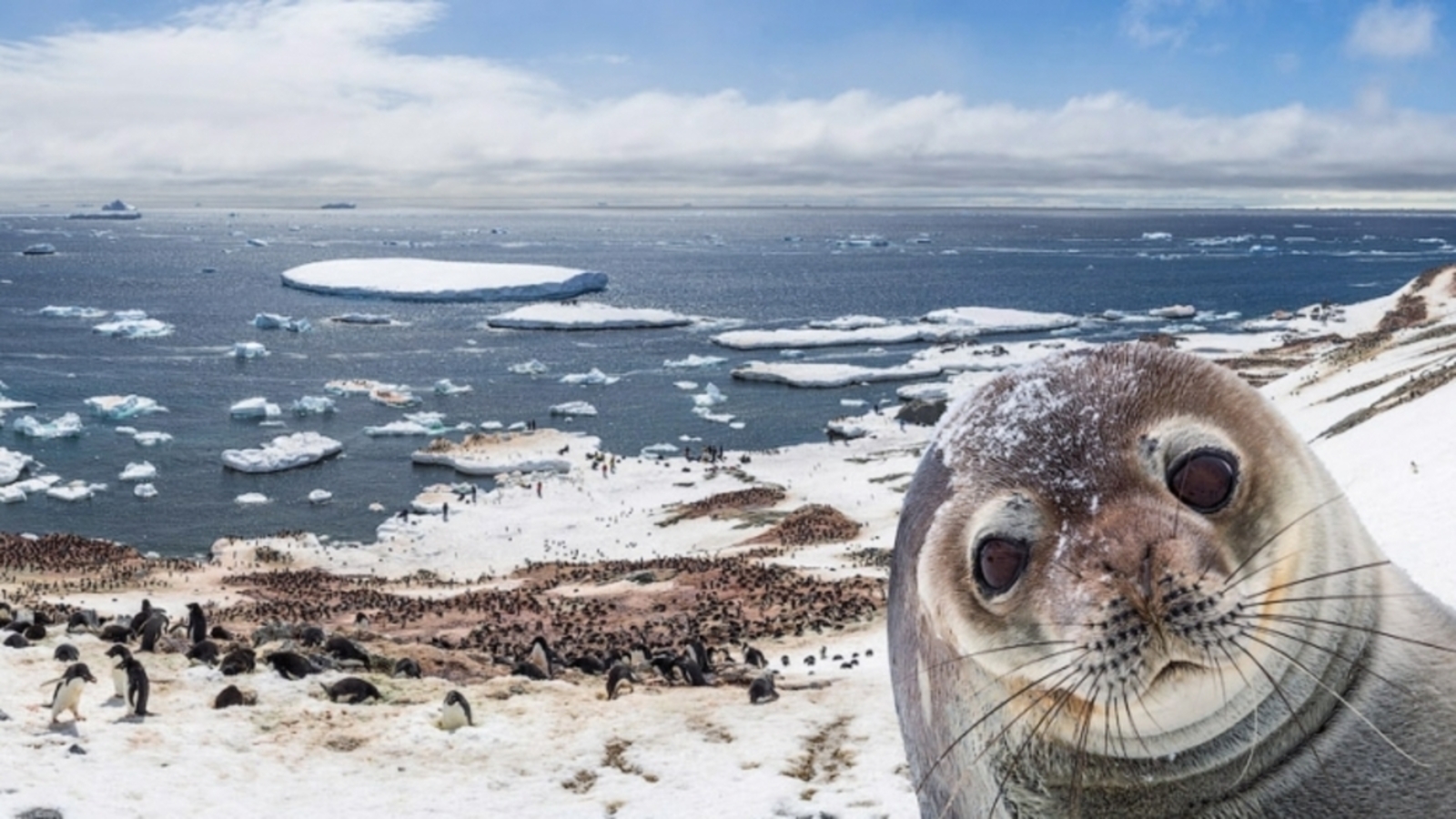 Антарктида яклауга мохтаҗ