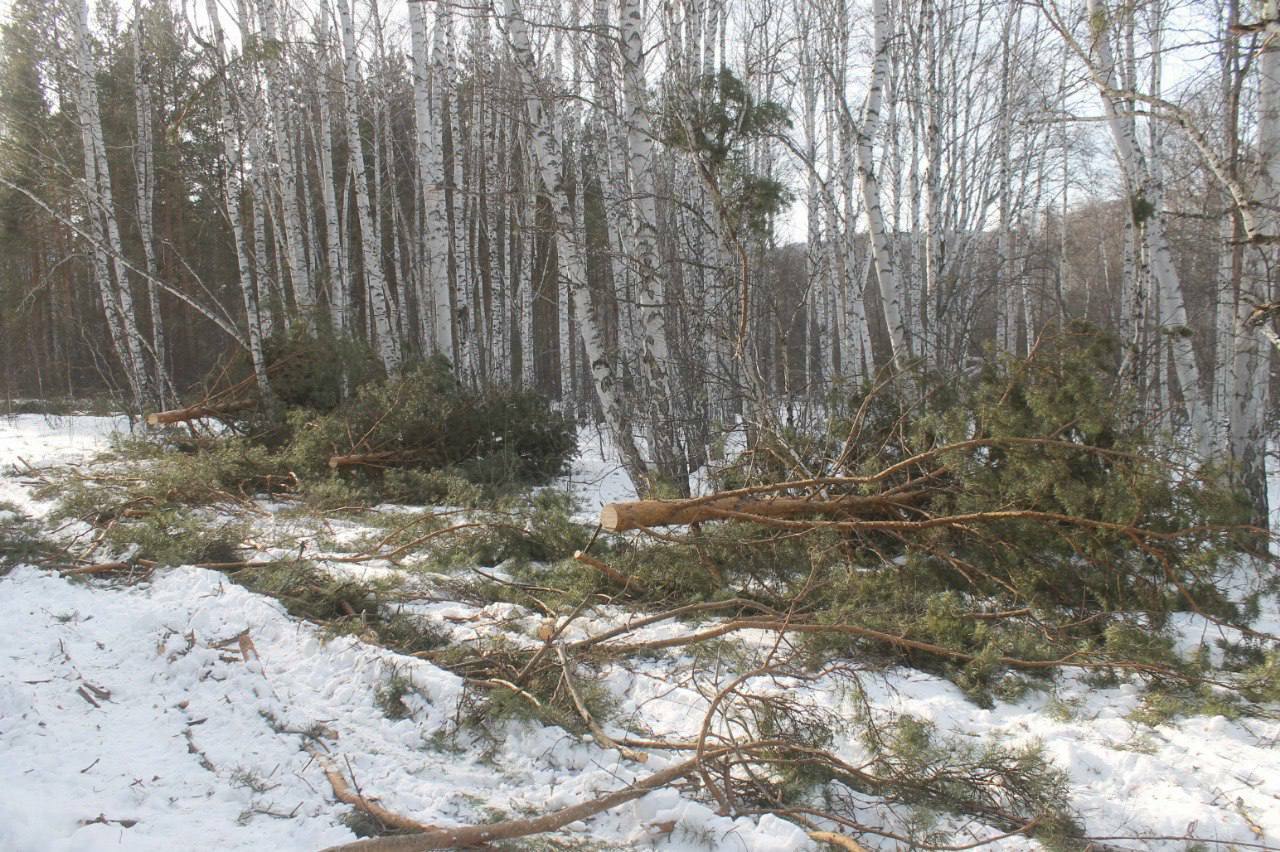 600 мең сумга законсыз рәвештә урман кискәннәр