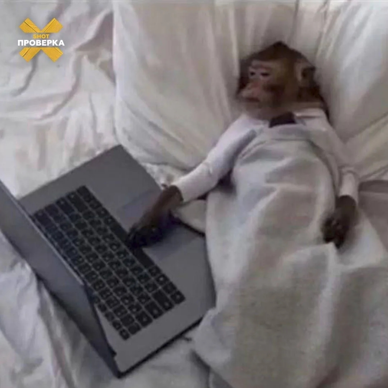 SHOT ПРОВЕРКА Телеграм-каналы.